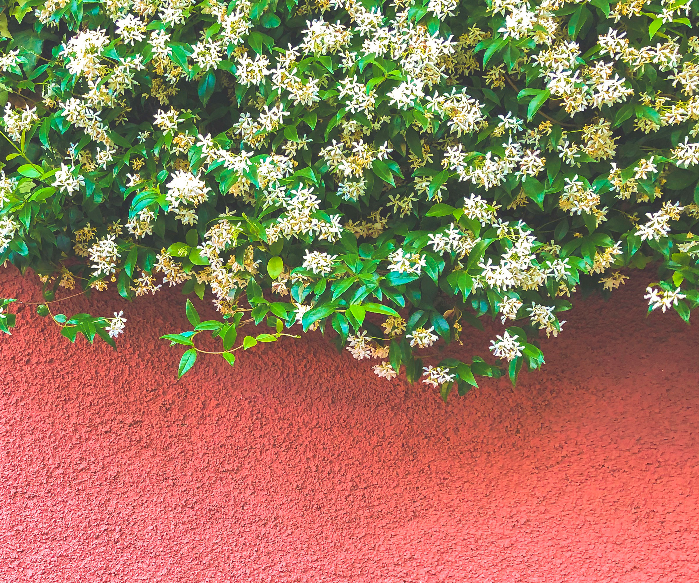 white flowering jasmine growing over red wall
