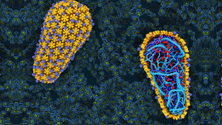 illustration of closed HIV capsid on left side, with another capsid on the right side with the RNA inside exposed