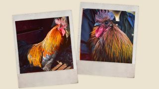 Two polaroid photos of Hakan the rooster that inspired Scrappy