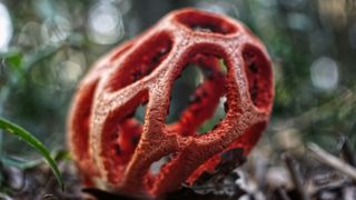 latticed stinkhorn