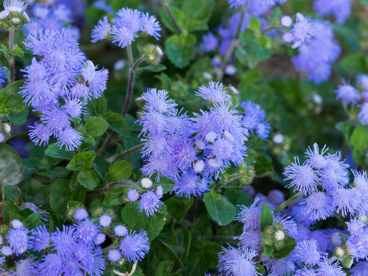 Ageratum Flower