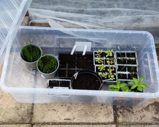 large plastic box used as a DIY mini greenhouse