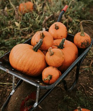 pumpkins in wheelbarrow