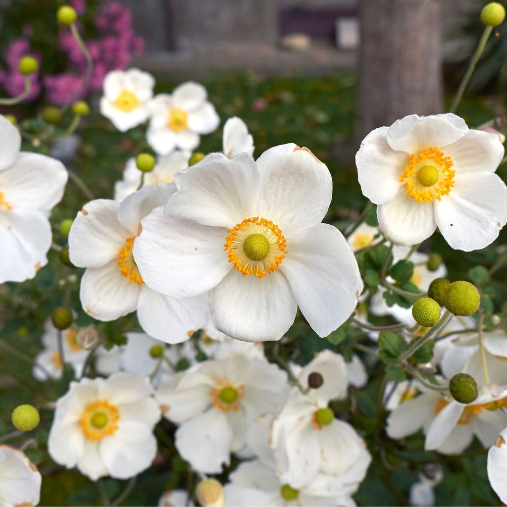 How to plant anemone bulbs to ensure springtime colour | Ideal Home