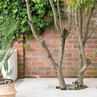 sunken garden makeover with decking and tree