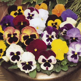 Colourful two-tone pansies in pot next to brick wall