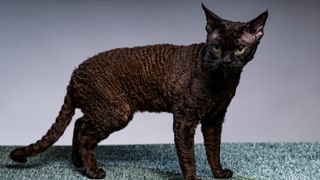 Black devon rex cat like the original Kirlee