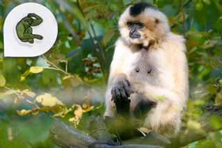 Lacoste X: Save Our Species, The Cao-vit Gibbon