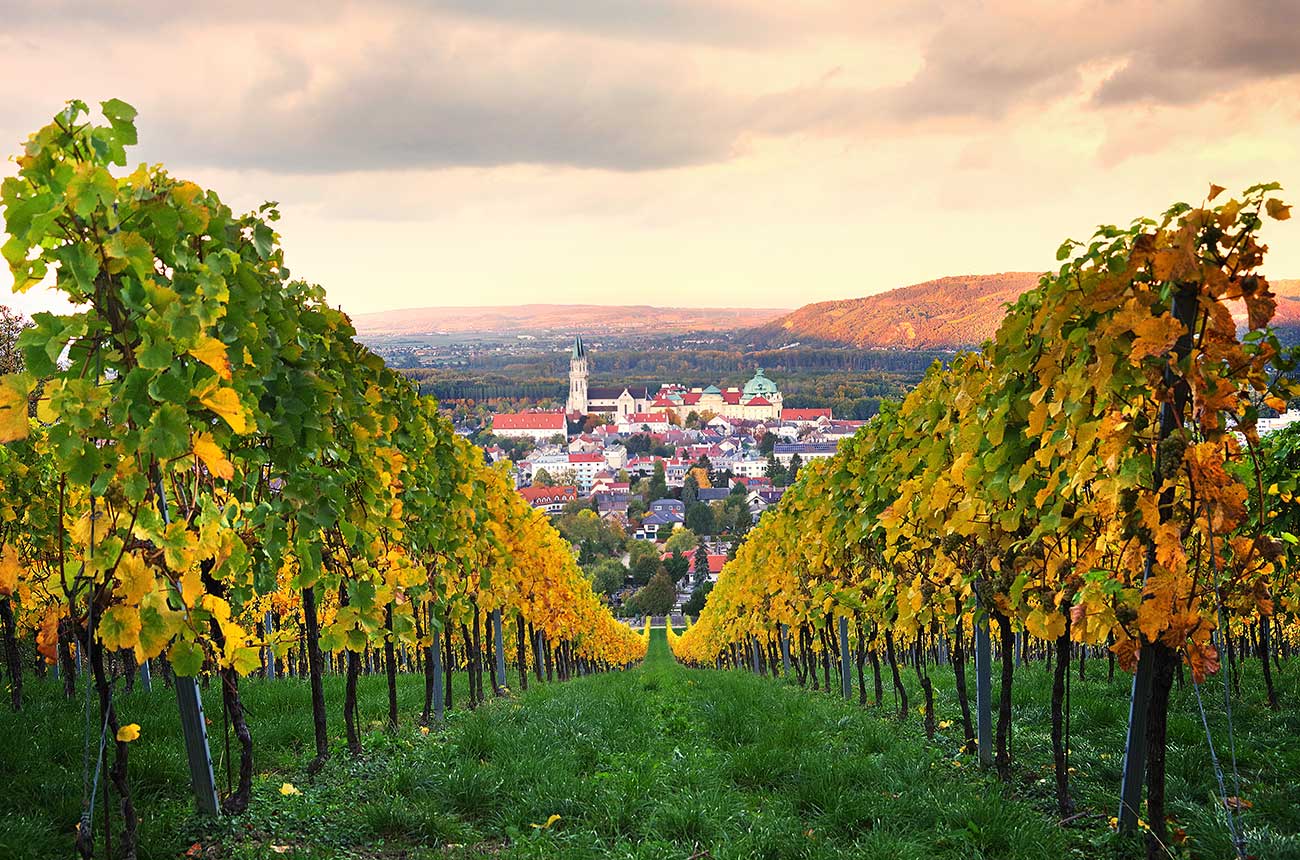 Austria native vines