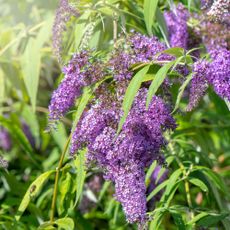 Close up shot of buddleia purple flowers also known as the butterfly bush