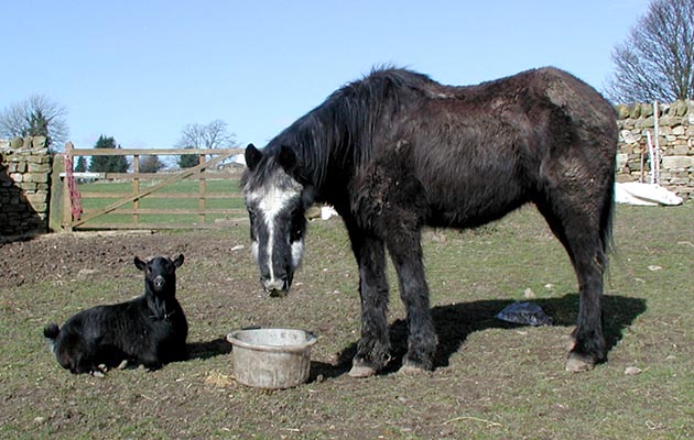 Tikka and Fred