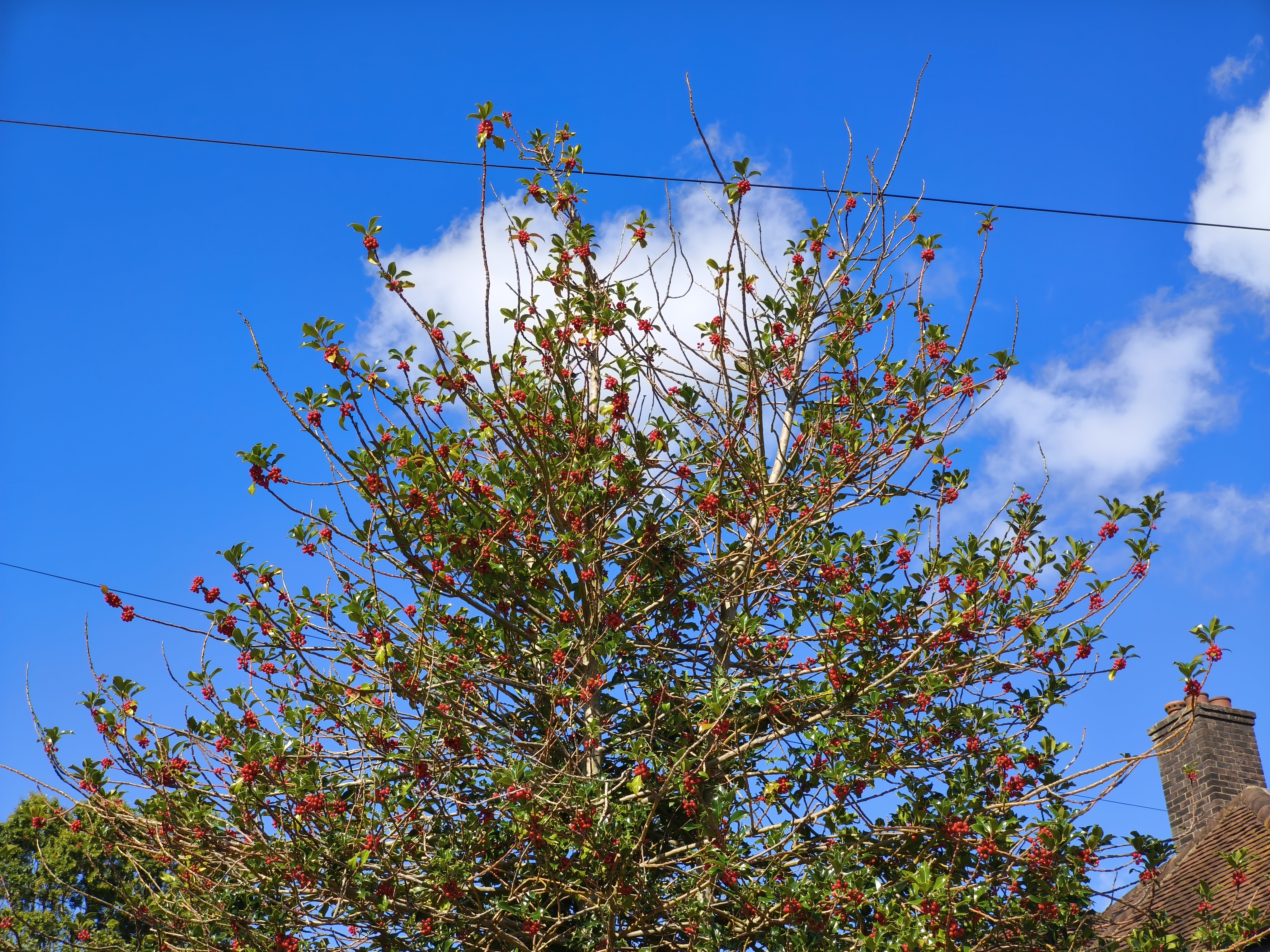 A bush with red berries against blue sky