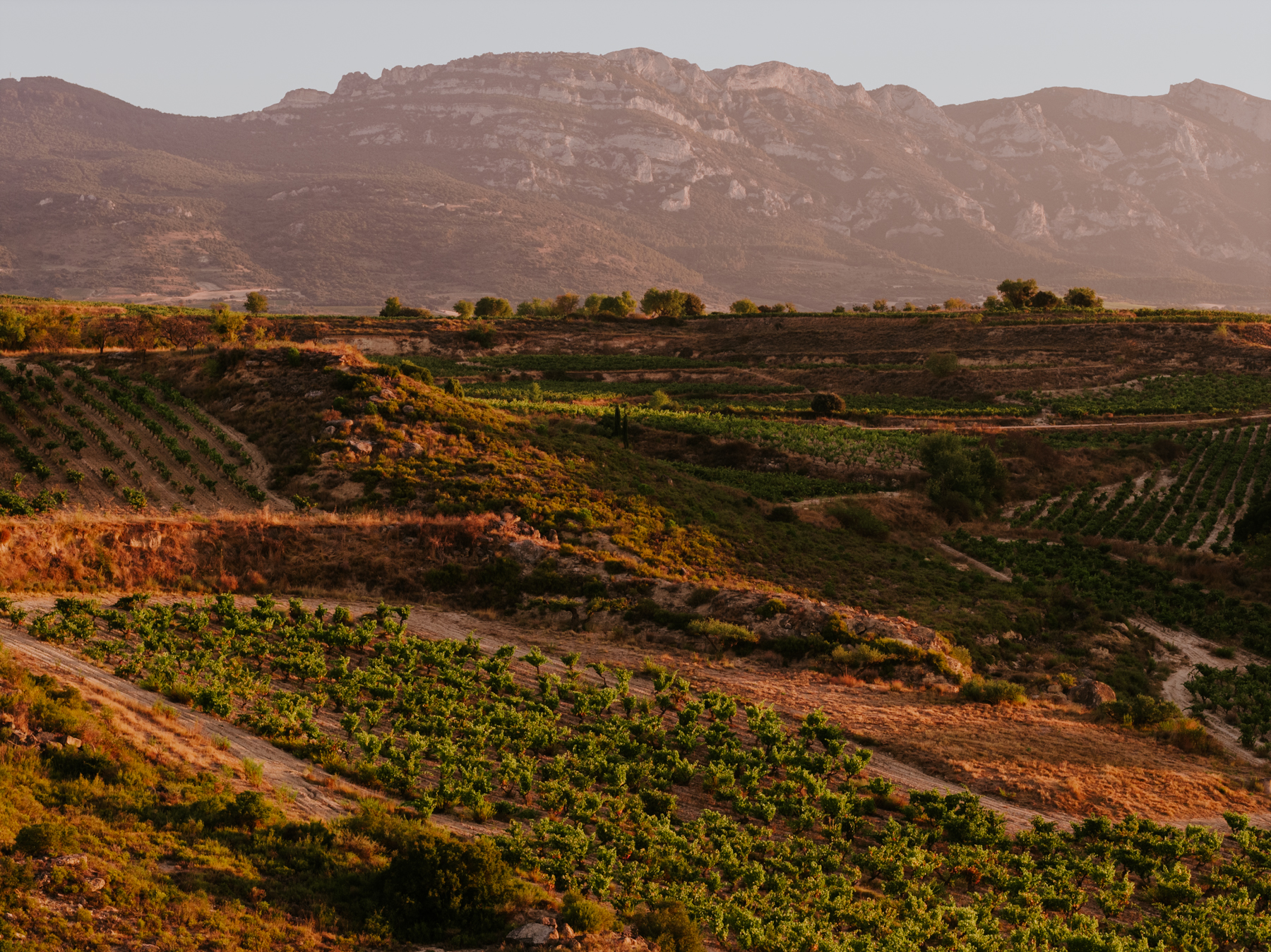 Landscape shot of Rioja Alavesa