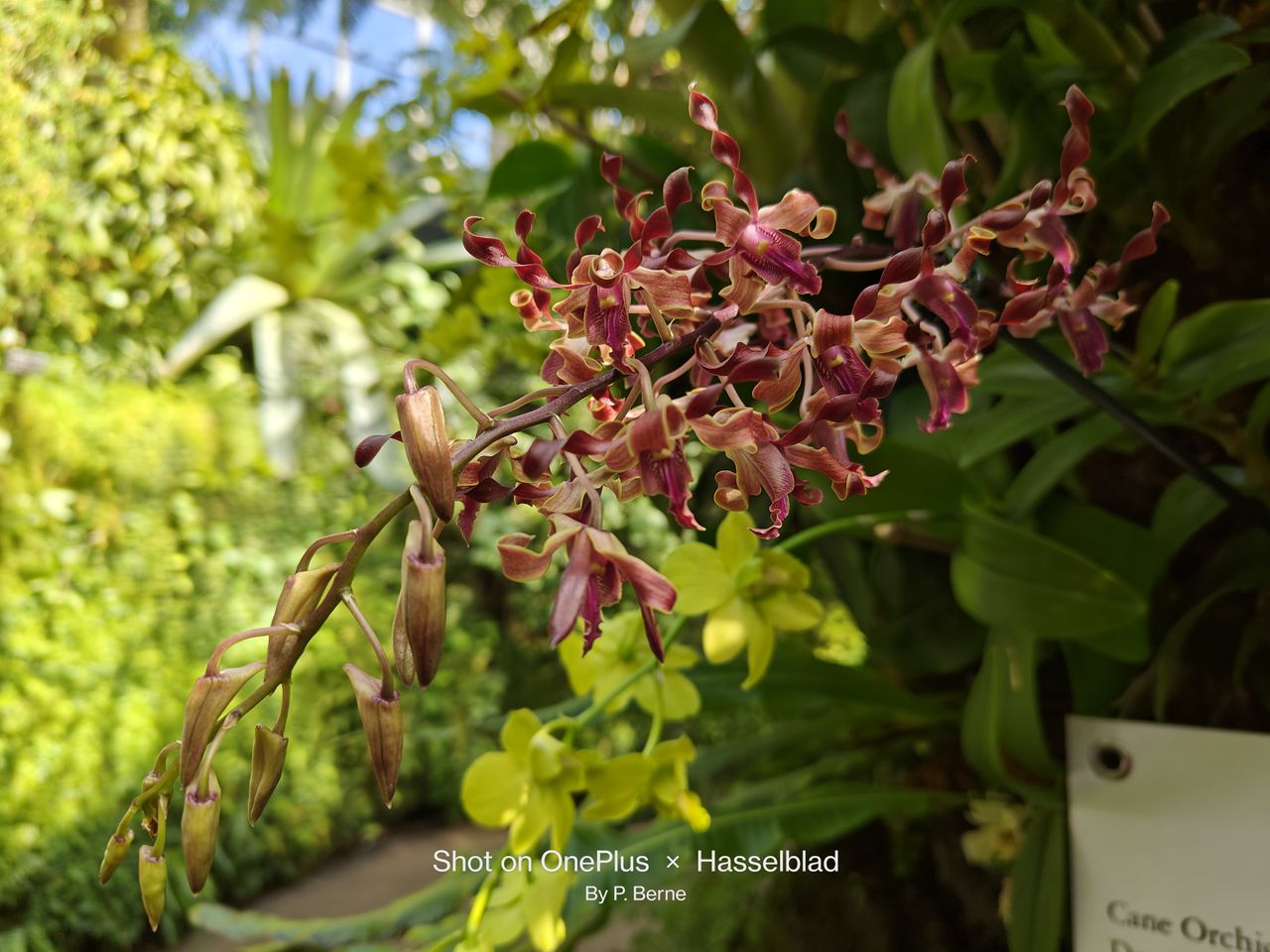 Orchids shot by our four best camera phones