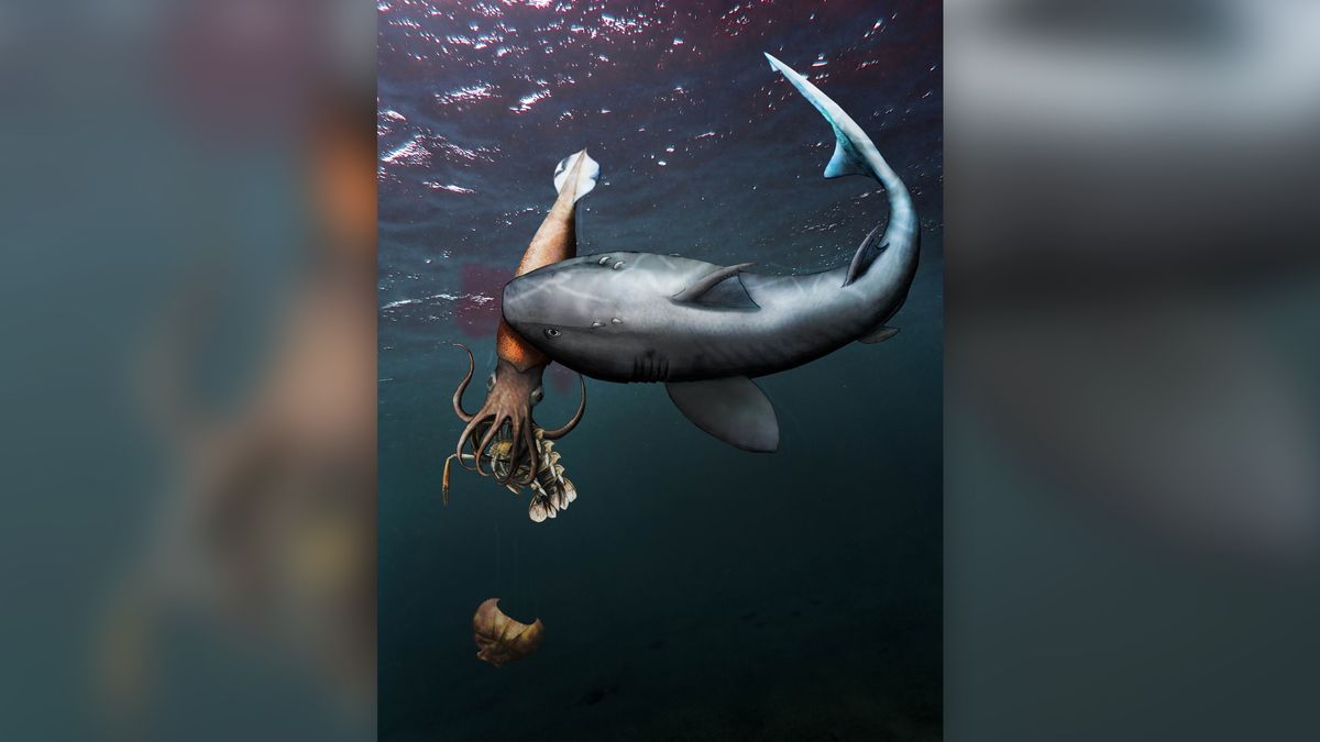 This illustration shows what might have happened 180 million years ago, with the shark (Hybodus hauffianus) biting the belemnite, which had been chomping on the crustacean (Proeryon). Notice that the belemnite (Passaloteuthis laevigata) holds the crustacean&#039;s molted exoskeleton in its arms.