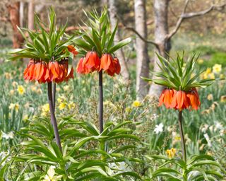 crown imperial fritillaria imperialis among other spring bulbs at National Trust Nymans