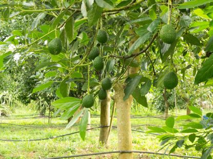 Phytophthora Root Rot On Avocado Trees