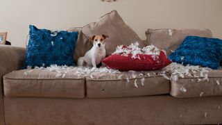 Jack Russell on sofa having torn up cushions