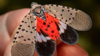 Spotted lanternfly