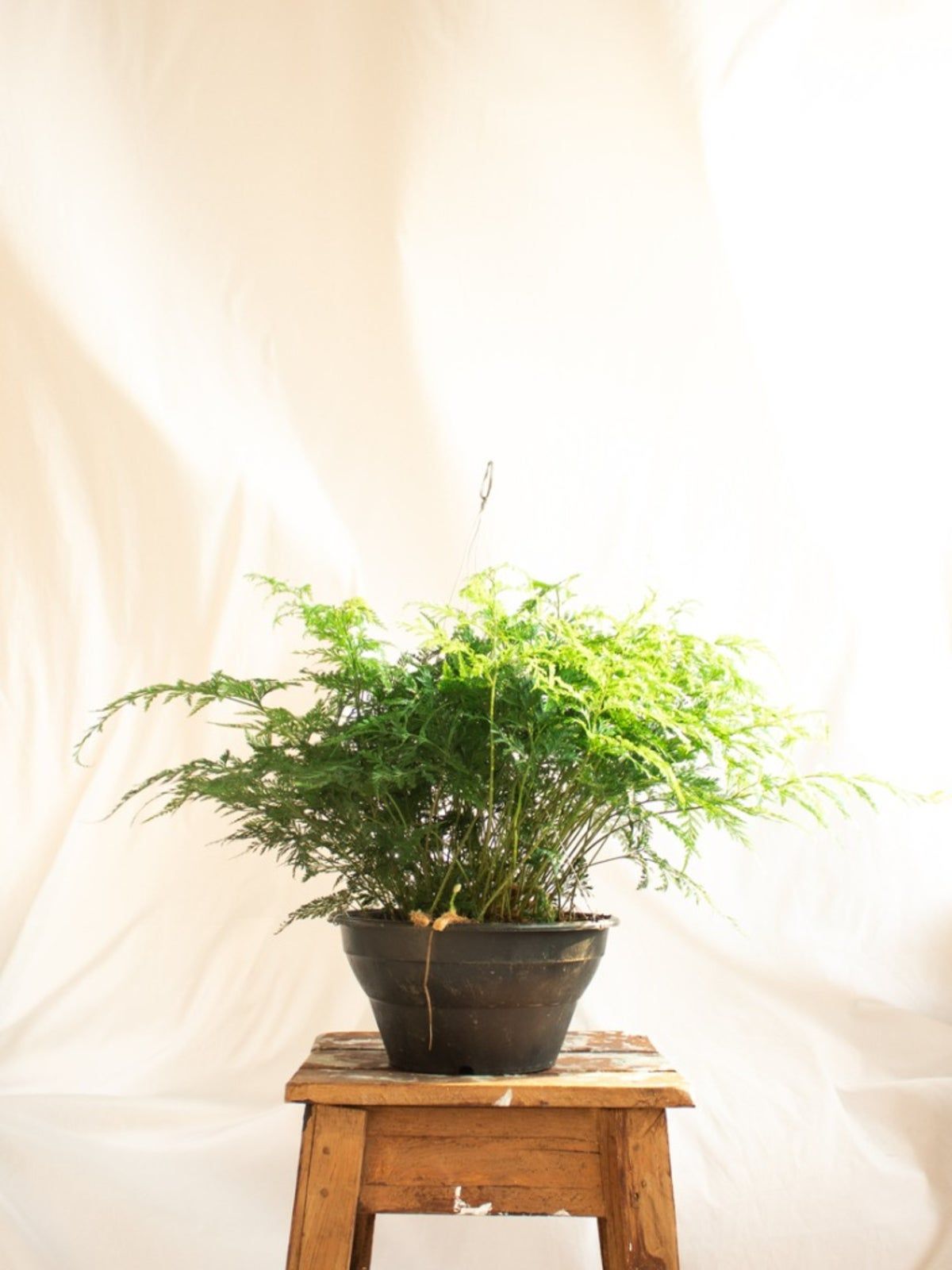 Indoor Potted Rabbit&amp;#39;s Foot Fern Plant