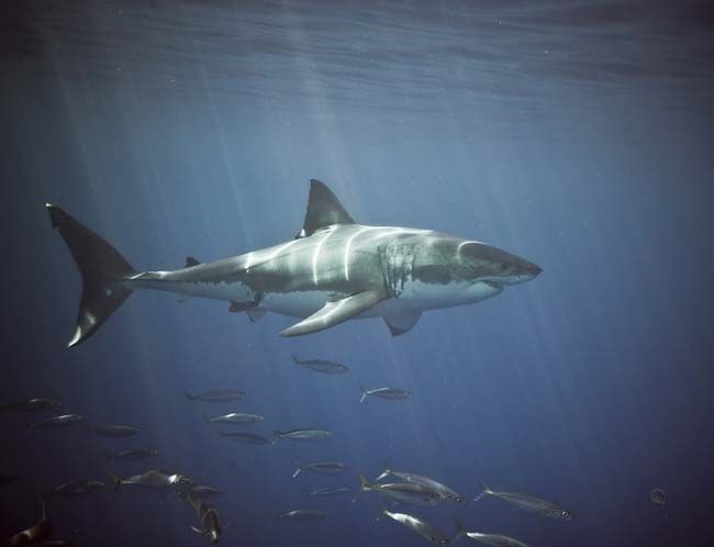 great white shark swimming