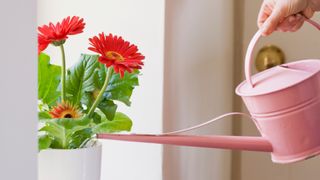 A gerbera on the window being watered