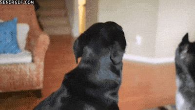 Dog Quickly Turns Back to Look at Camera