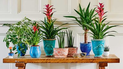 colorful plant pots on shelf