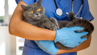 Grey cat in vet's arms