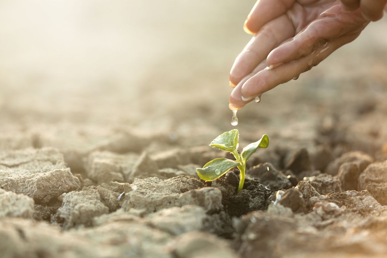 Hand dripping water on to plant.