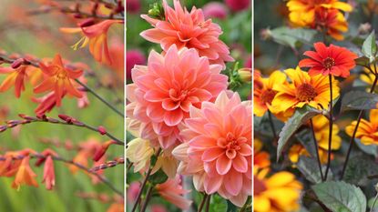 composite image of late summer flowers – crocosmia, dahlias, and heliopsis