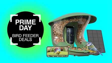 Prime Day bird feeder camera deals 