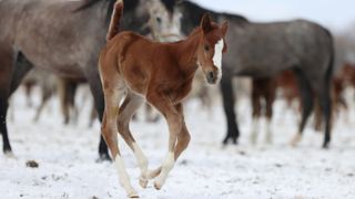 A picture of a horse foal running on snow in Eskisehir, Turkey