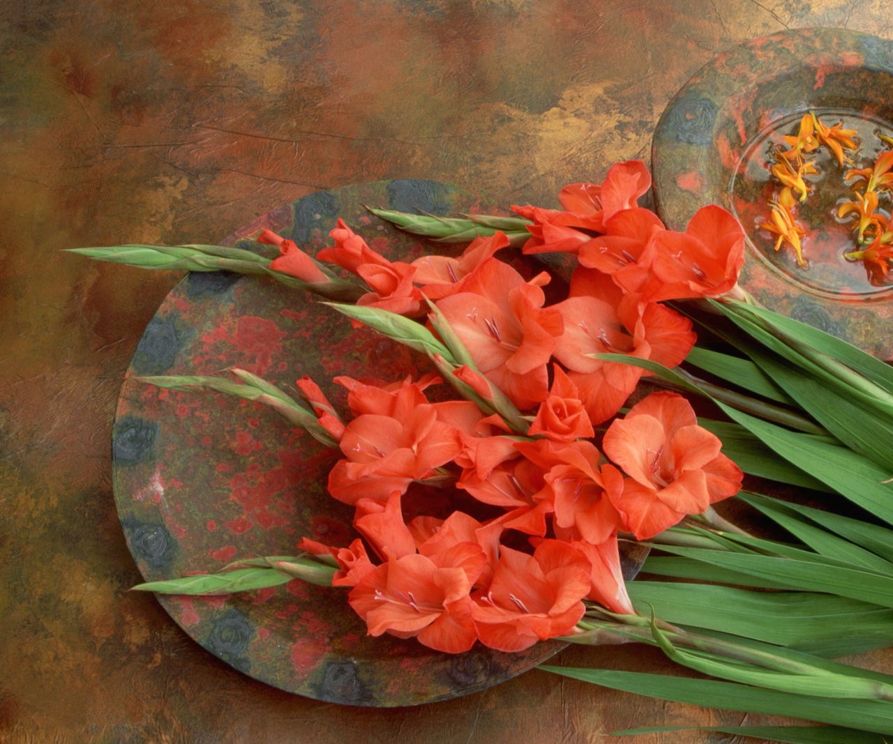 When to cut back gladiolus signs to look for and when not to Homes