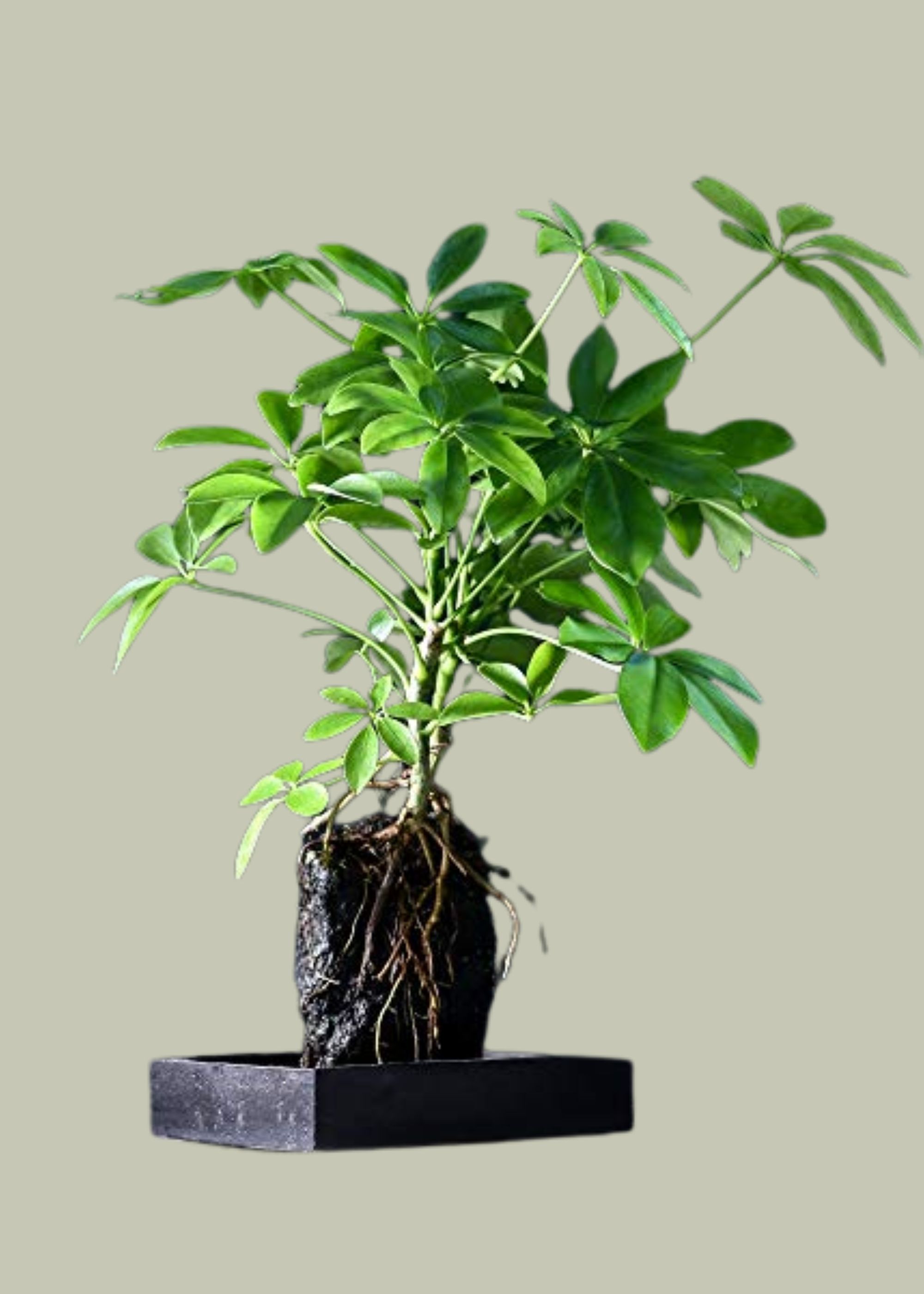 Thompson &amp;amp; Morgan, Lova Schefflera Lava Rock Plant on Ceramic Tray Indoor House Plants Perennial Attractive Evergreen Foliage Bright Green Leaves 1 X Lova Schefflera Plant by Thompson &amp;amp; Morgan