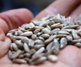 Sunflower seeds in a hand