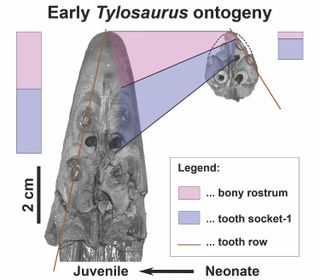 The genus Tylosaurus is known for its long snout (rostrum), which doesn't have any teeth at the upper tip. Curiously, the newborn Tylosaurus (right) barely has this feature, unlike the juvenile (left), which has a well-developed snout that is toothless near the tip.