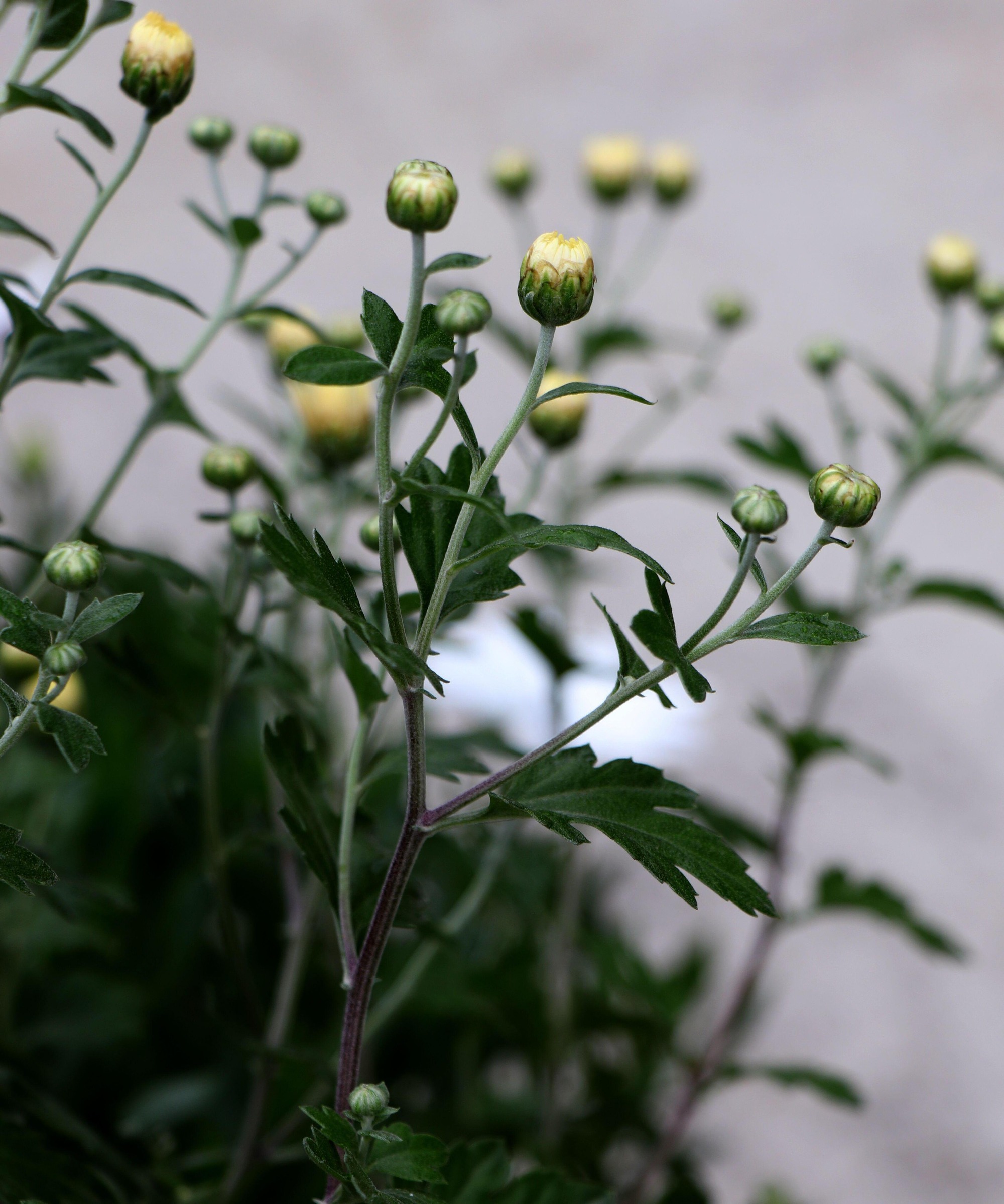 close up of chrysanthemum plant in bud