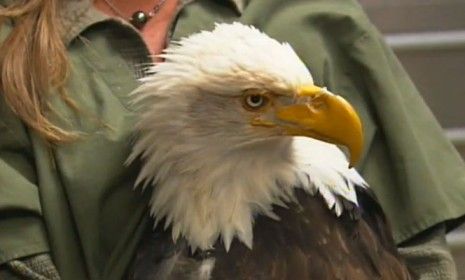 Beauty the bald eagle