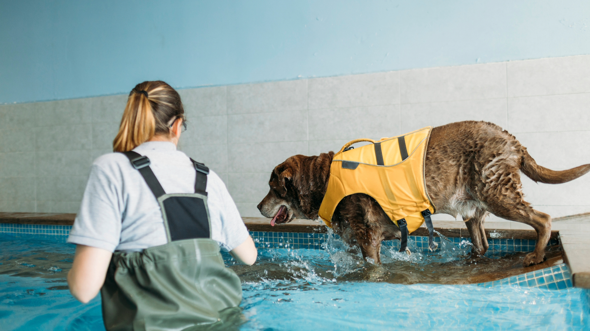 A dog having a hydrotherapy session