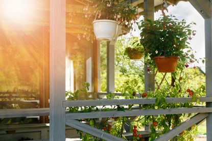 tomato plants growing along a wooden front porch