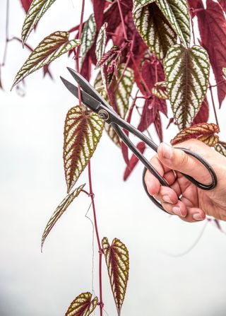 someone taking a cutting of Cissus discolor plant for The Propagation Handbook by Hilton Carter (CICO Books, £25)