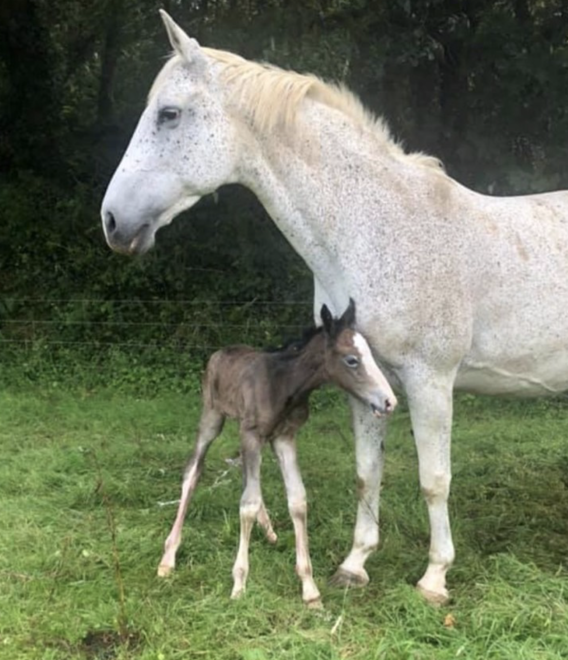 Broodmares for sale