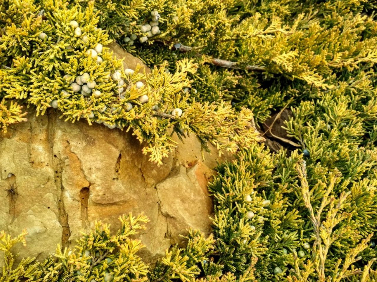 Creeping Juniper Ground Cover