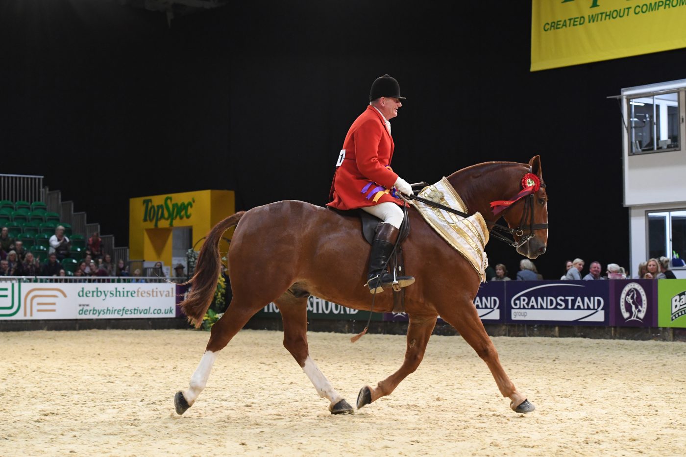 HorseNo1331_HOYS_PN19_151674-e1570529048258.jpg