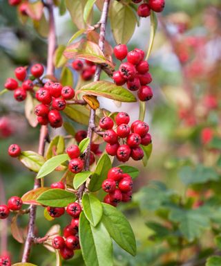 Cotoneaster Hybridus Pendulus berries in Autumn