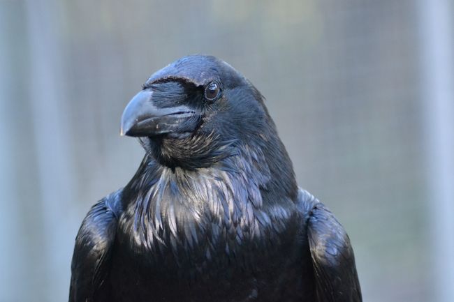 Ravens Know When Food-Thieving Rivals Are Watching | Live Science