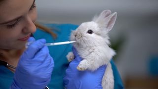 baby rabbit medication