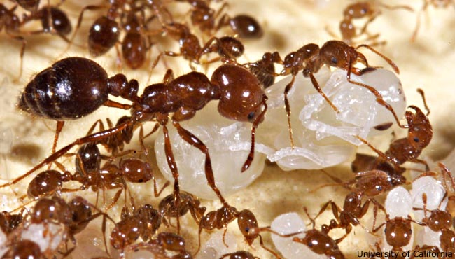 Ants Can Smell Death Live Science