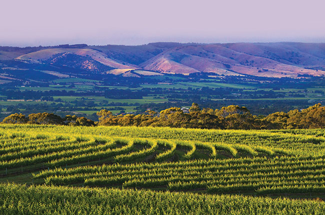 Alterantive australian grapes